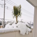 ☆雪道の運転にご注意を☆の詳細へ